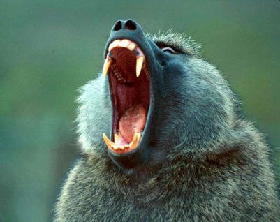 AfricaMonkey/baboon-jaws.jpg